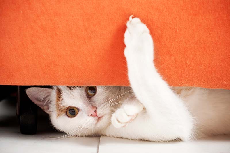 A cat playing under a desk A cat playing under a desk