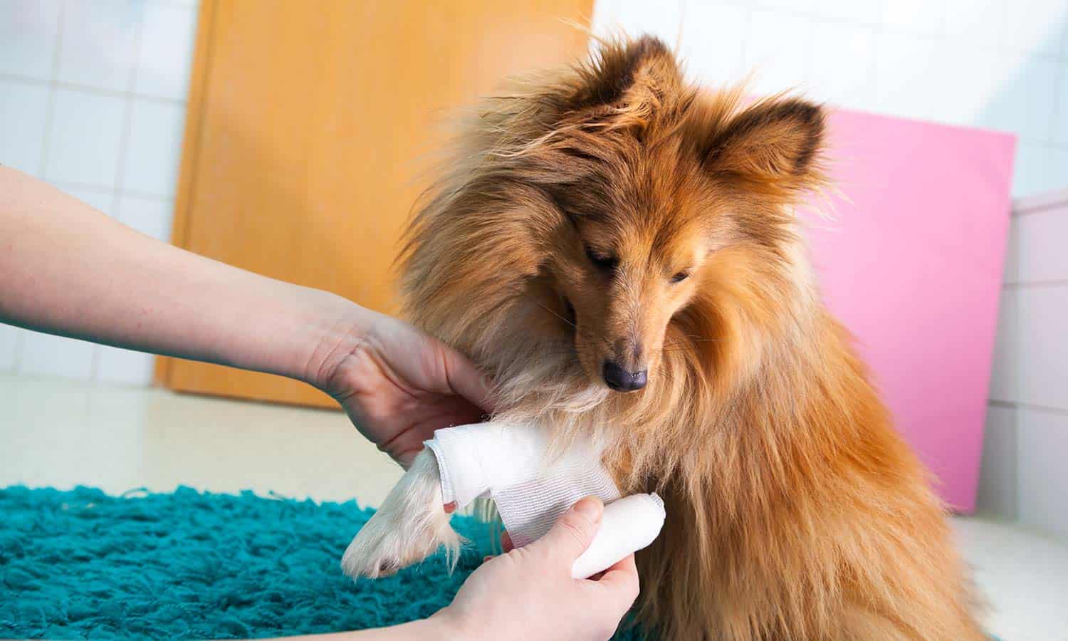 A Sheltie being treated for an injury