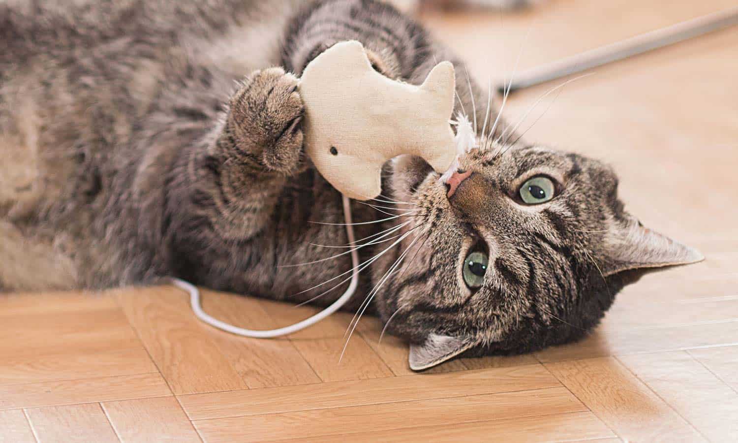 A cat playing with a toy mouse