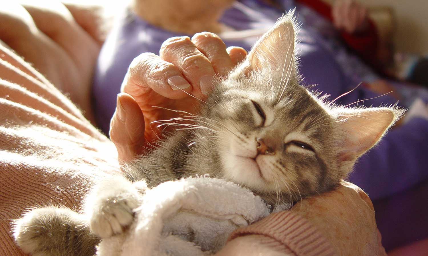 Kitten being held