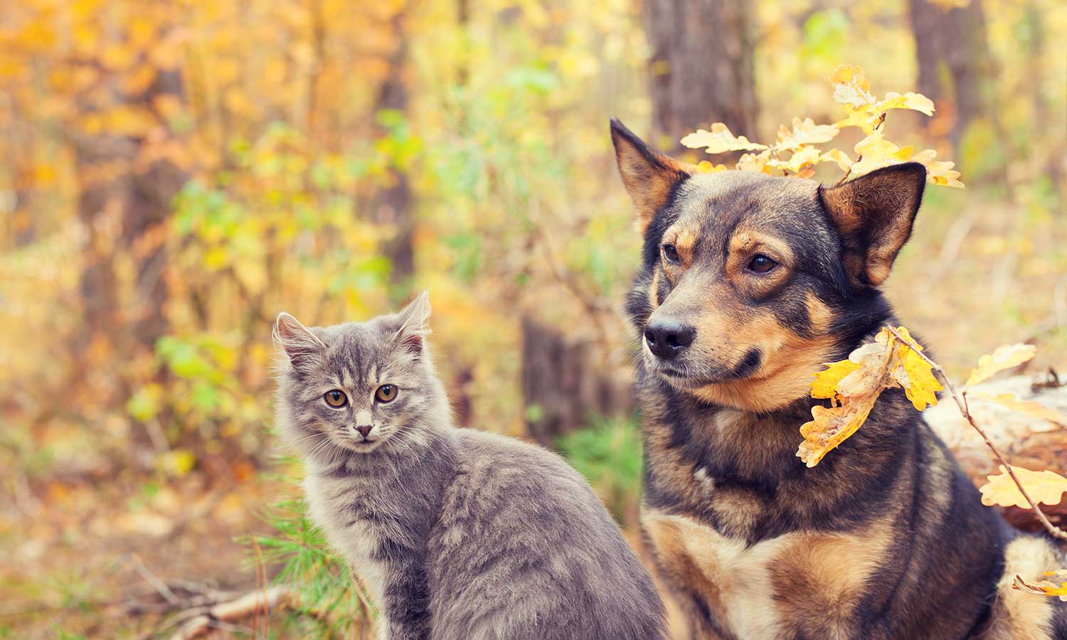 A dog and cat out in the leaves