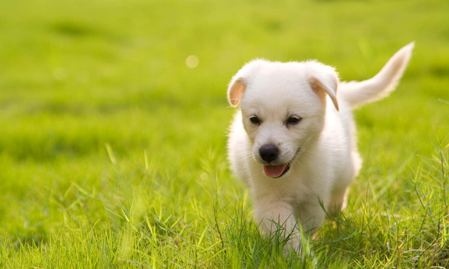 Puppy running in grass